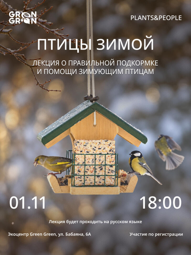Птицы зимой